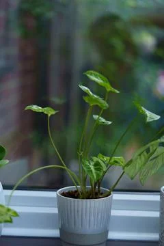 An Arrowhead plant 库存照片