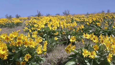 Arrowleaf balsamroot flowers in a meadow spring sunny day Video stock 150967507