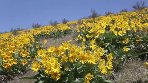 Arrowleaf balsamroot flowers in a meadow spring sunny day Video stock 150967761