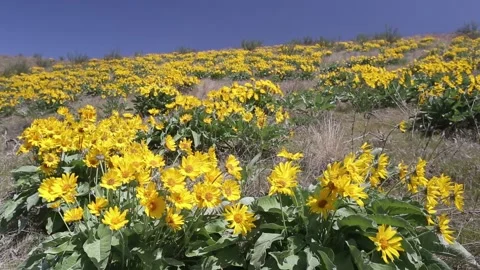Arrowleaf balsamroot flowers in a meadow spring sunny day Video stock 150968197