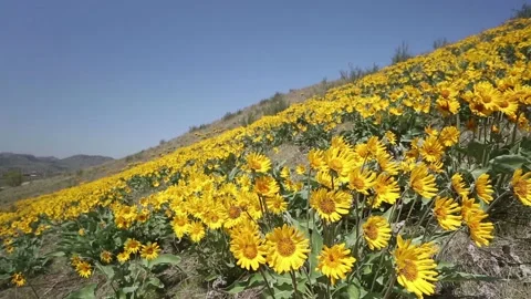 Arrowleaf balsamroot flowers in a meadow spring sunny day Video stock 150968215