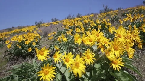 Arrowleaf balsamroot flowers in a meadow spring sunny day Stock Footage 150968407