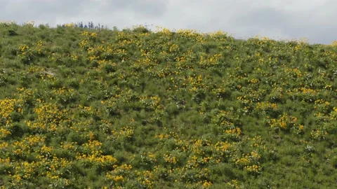 Arrowleaf balsamroot on a yellow hillside, pan, 4k Stock Footage 151283155