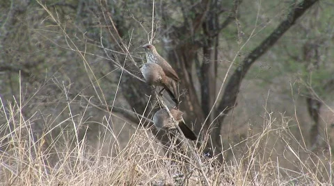 Arrowmarked Babbler Vidéo 531634