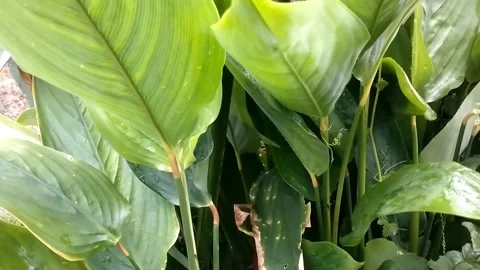 Arrowroot plant Stock Footage 327065369