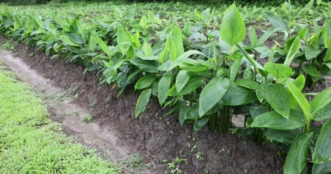 Arrowroot plants are grown traditionally in Myanmar. Stockbeeldmateriaal 342895179