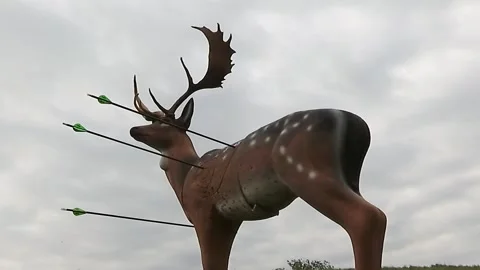 Arrows hit a three-dimensional animal-shaped target Stock Footage 312802333
