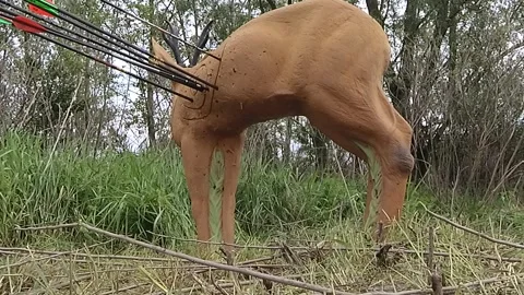 Arrows hit a three-dimensional animal-shaped target Video stock 312802543