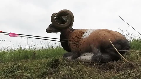 Arrows hit a three-dimensional animal-shaped target. Stock-Footage 312803243