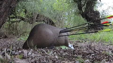 Arrows hit a three-dimensional animal-shaped target Video stock 312804214