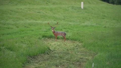 Arrows hit a three-dimensional animal-shaped target Stock Footage 312804484
