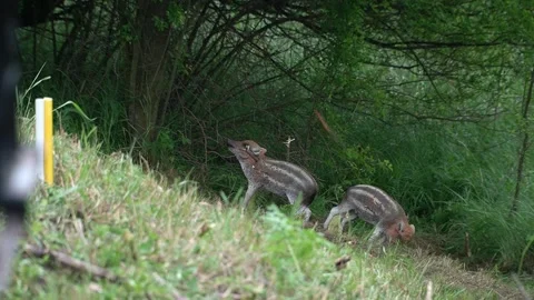 Arrows hit a three-dimensional animal-shaped target Video stock 312804792