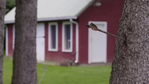 Arrows lodged into trees Stock-Footage 81647066