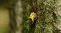 Arrowshaped Micrathena (Micrathena sagittata) 1 HD Footage