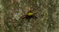 Arrowshaped Micrathena (Micrathena sagittata) 2 HD Footage