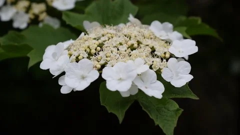 Arrowwood flowers in spring Stock Footage 73240168