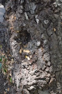 Arroyo tree texture 2 스톡 사진