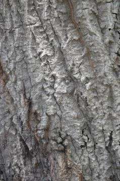 Arroyo tree texture 스톡 사진