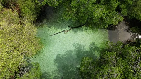 Arroyos saldo central tree view 01 Vídeos de archivo 330081813