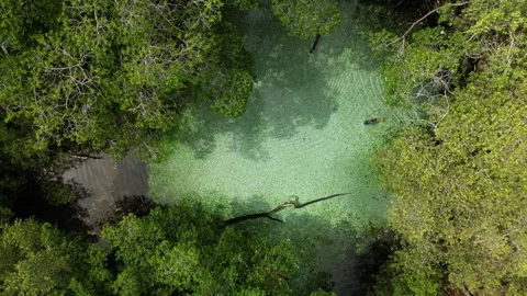 Arroyos saldo tree environment 13 库存影片 330081812