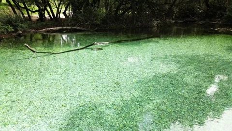 Arroyos saldo tree water patterns 06 库存影片 330082031