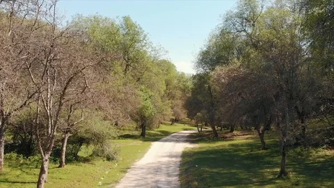Arslanbob Large Wild Walnut Forest in Jalal-abad. Arial Dron Shoot. Stock Footage 97290988