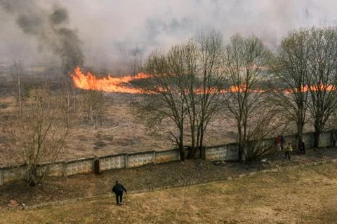 Arson dry grass. Burning grass and trees. Strong flame and smoke. People look Stock Photos