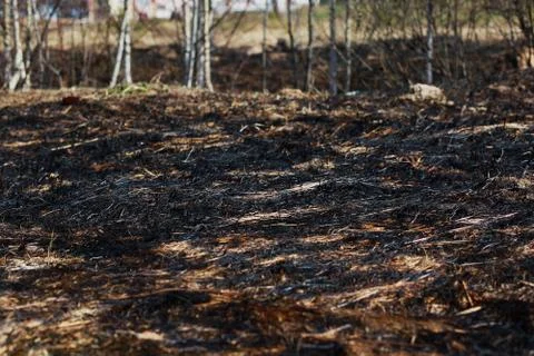 Arson dry grass, forest Stock Photos