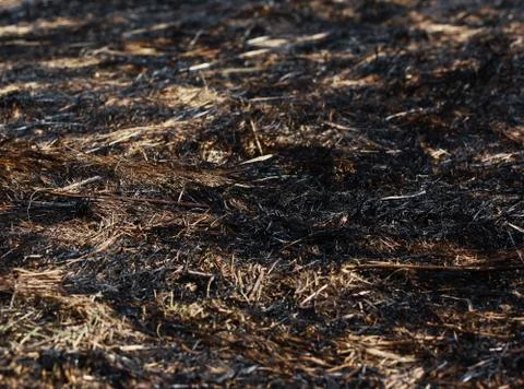 Arson dry grass Stock Photos