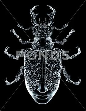 Art 3D graphics, mysticism, insects; beetles Stock Illustration