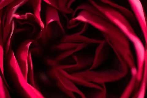 Art abstract background of stunning deep red-purple rose . extreme  macro Stock Photos