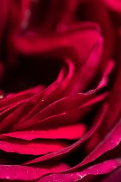 Art abstract background of stunning deep red-purple rose . extreme  macro Stock Photos