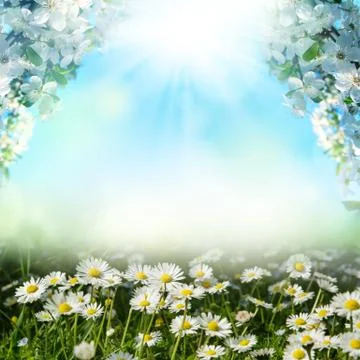 Art abstract spring background with spring blooming Stock Photos