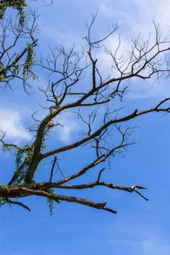 Art from branches of dead tree 스톡 사진