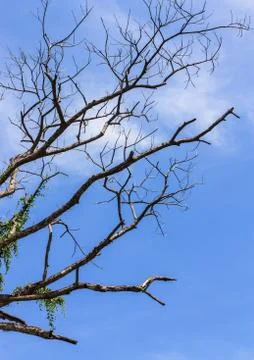 Art from branches of dead tree Foto stock