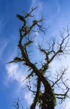 Art from branches of dead tree 스톡 사진