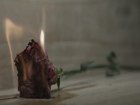 Art burning flower Stock Footage 77514825