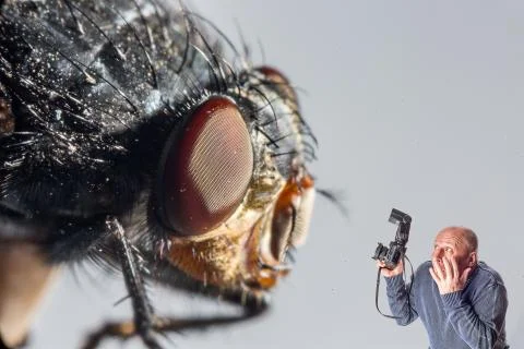 Art collage man with camera scared of giant fly Foto stock
