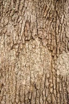 The art of crack tree cut surface for texture and background or backdrop Stock Photos