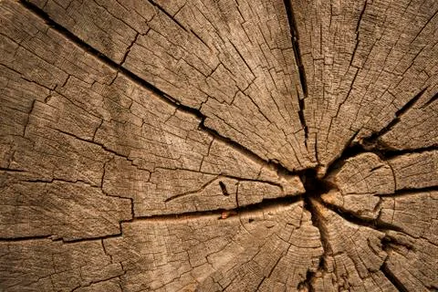The art of crack tree cut surface for texture and background or backdrop Stock Photos