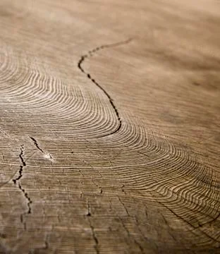 The art of crack tree cut surface for texture and background or backdrop Stock Photos