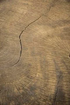 The art of crack tree cut surface for texture and background or backdrop Stock Photos