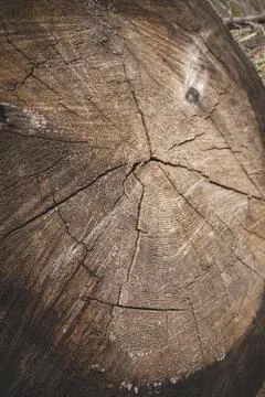 The art of crack tree cut surface for texture and background or backdrop Stockfoto's