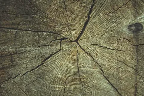 The art of crack tree cut surface for texture and background or backdrop Stock Photos