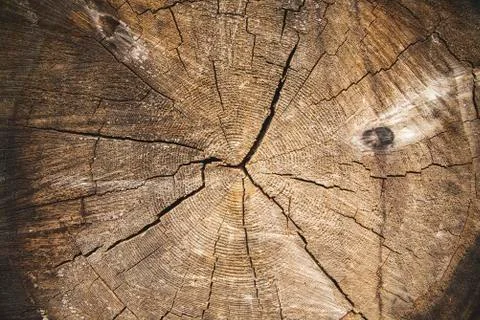 The art of crack tree cut surface for texture and background or backdrop Stock Photos