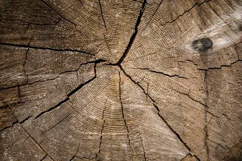 The art of crack tree cut surface for texture and background or backdrop Stockfoto's