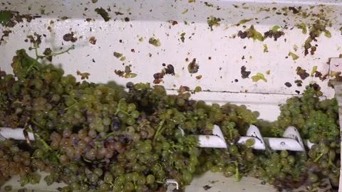 Art of De-stemming: Crafting Wine Character Stock Footage 268207086