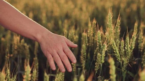 Art Farming Exploring Connection Between Man Nature. delve into deep-rooted Stock Footage 245951819
