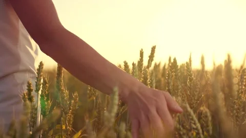 Art Farming Exploring Connection Between Man Nature. delve into deep-rooted Stock Footage 246947053