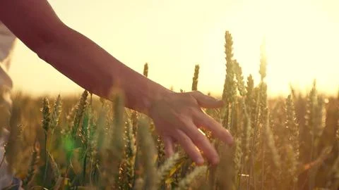 Art Farming Exploring Connection Between Man Nature. delve into deep-rooted Stock Photos